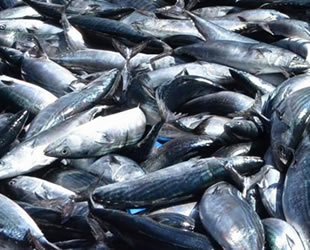 Palamut bolluğu fiyatları düşürdü