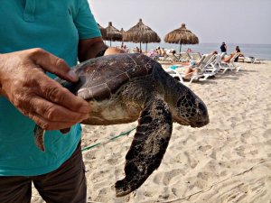 Kuşadası'nda deniz kaplumbağaları sahile vurdu