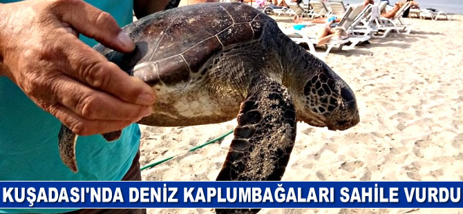 Kuşadası'nda deniz kaplumbağaları sahile vurdu