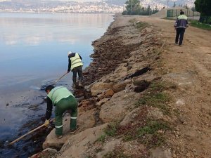 Kocaeli sahillerinin çöpü temizlendi