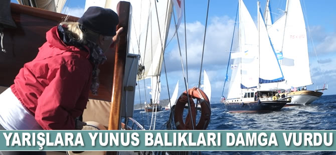 Yelken yarışlarına yunus balıkları damga vurdu