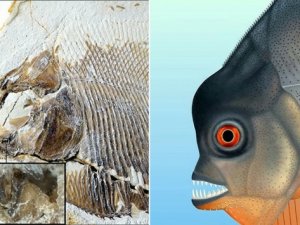 Almanya'da 150 milyon yıllık balık fosili bulundu