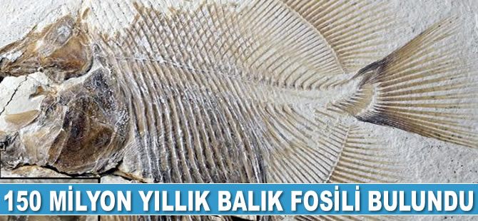 Almanya'da 150 milyon yıllık balık fosili bulundu