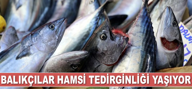Palamut bereketi hamsi tedirginliğine yol açtı