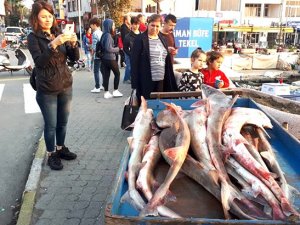 Gelibolu'da yakalanan köpek balıkları, Yunanistan’a satılacak