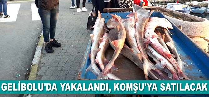 Gelibolu'da yakalanan köpek balıkları, Yunanistan’a satılacak