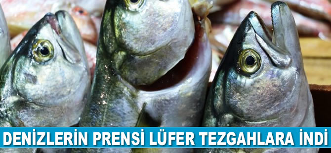Denizlerin prensi lüfer tezgahlara indi