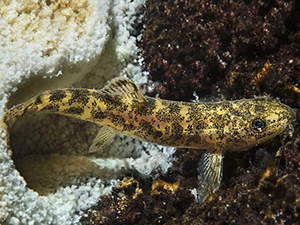 Van Gölü'nde keşfedilen yeni balık türü için ekip kuruldu