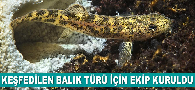 Van Gölü'nde keşfedilen yeni balık türü için ekip kuruldu