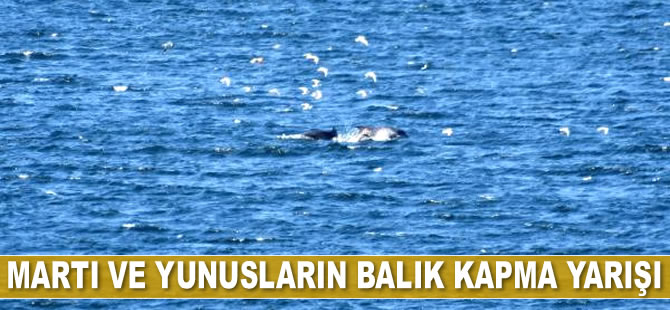 Çanakkale Boğazı’nda martı ve yunusların balık kapma yarışı