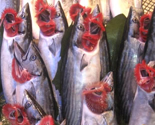 Karadeniz’de olumsuz hava koşulları balık fiyatlarını artırdı