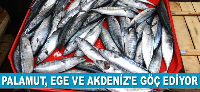 Palamut, Karadeniz’den Ege ve Akdeniz’e göç ediyor