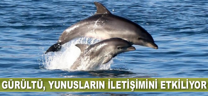 Okyanuslardaki gürültüler yunusların iletişimini etkiliyor