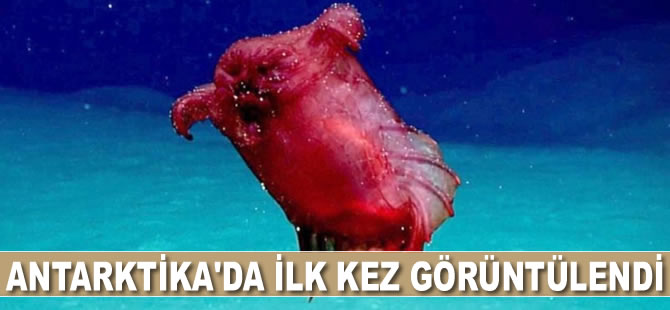 'Başsız tavuk canavarı' ilk kez görüntülendi