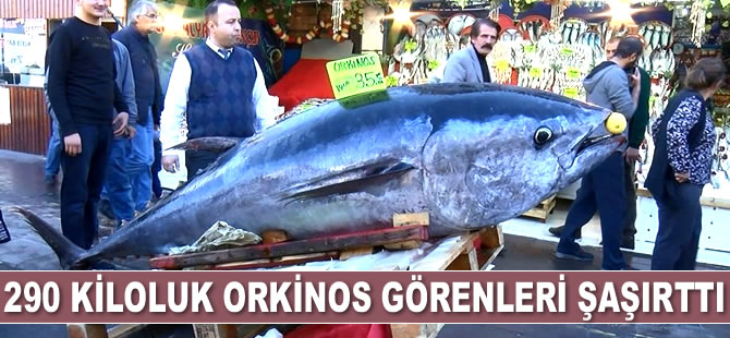 290 kiloluk orkinos görenleri şaşırttı