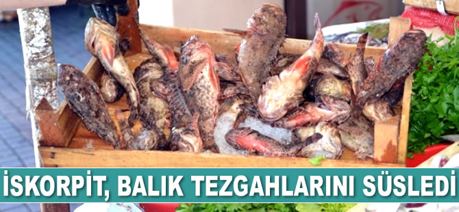 İskorpit, balık tezgahlarını süsledi