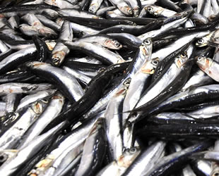 Hamsi, teknelerin radarına giremedi