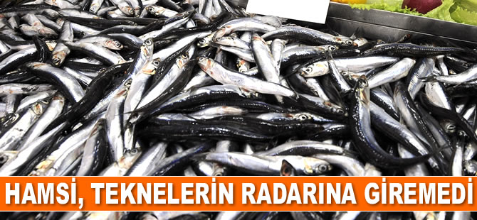 Hamsi, teknelerin radarına giremedi