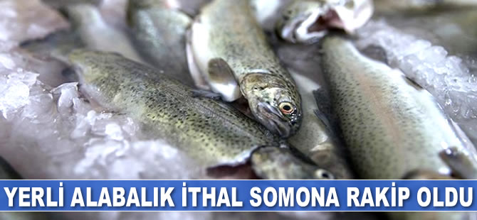 Yerli alabalık ithal somona rakip oldu