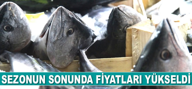 Palamut sezonunun sonunda fiyatlar yükseldi