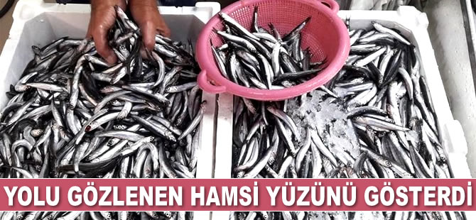 Hamsi ağlara takılmaya başladı
