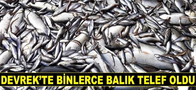 Devrek’te binlerce balık telef oldu