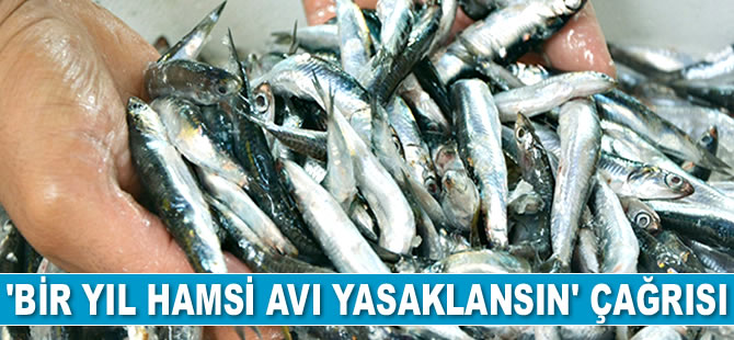 'Bir Yıl Hamsi Avı Yasaklansın' çağrısı