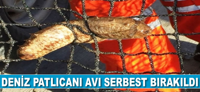 Ayvalık’ta deniz patlıcanı avı serbest bırakıldı