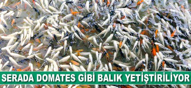 Antalya'da serada domates gibi balık yetiştiriliyor
