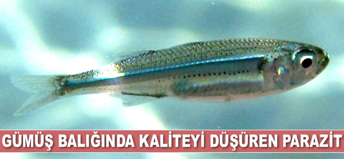 Gümüş balığında kaliteyi düşüren parazit tespit edildi