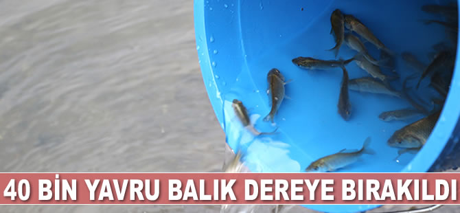 Samsun'da 40 bin yavru balık dereye bırakıldı
