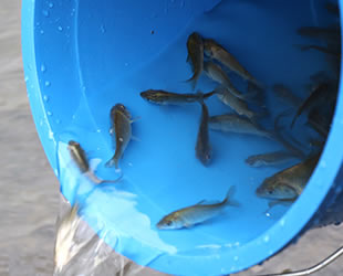 Samsun'da 40 bin yavru balık dereye bırakıldı