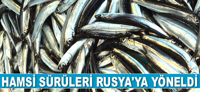 Hamsi sürüleri Rusya'ya yöneldi