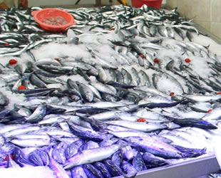 Karadeniz’de balık türleri yok oluyor