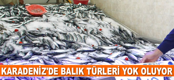 Karadeniz’de balık türleri yok oluyor