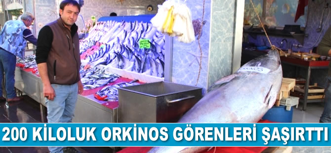 Bilecik’te 200 kiloluk dev orkinos kısa sürede satıldı