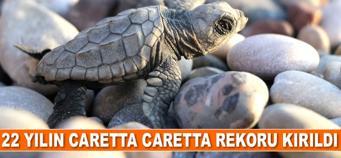 Antalya’da 22 yılın caretta caretta rekoru kırıldı