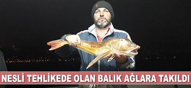 Karadenizli balıkçıların ağına nesli tehlikede olan uçar balığı takıldı