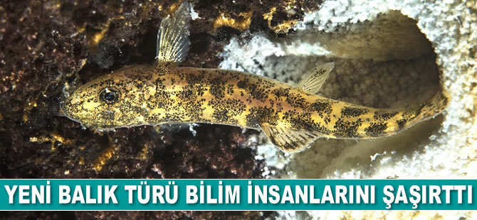 Van Gölü’ndeki yeni balık türü bilim insanlarını şaşırttı