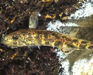 Van Gölü’ndeki yeni balık türü bilim insanlarını şaşırttı