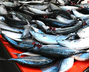 Karadeniz'de palamut sezonu bitti