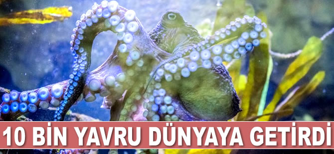 Erkek sanılan ahtapot 10 bin yavru dünyaya getirdi
