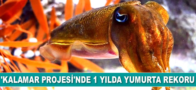 İzmir’de ‘Kalamar Projesi’yle 1 yılda 1,5 milyon yumurta elde edildi