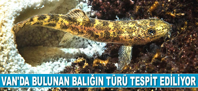 Van Gölü’nde bulunan balığın türü tespit ediliyor