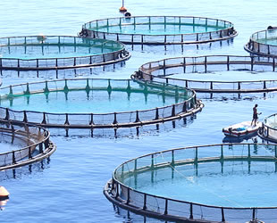 Mersinliler, 'balık çiftliği' istemiyor