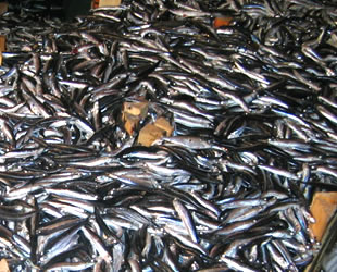 Karadeniz'de hamsi bereketi yaşanıyor