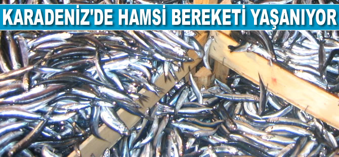 Karadeniz'de hamsi bereketi yaşanıyor