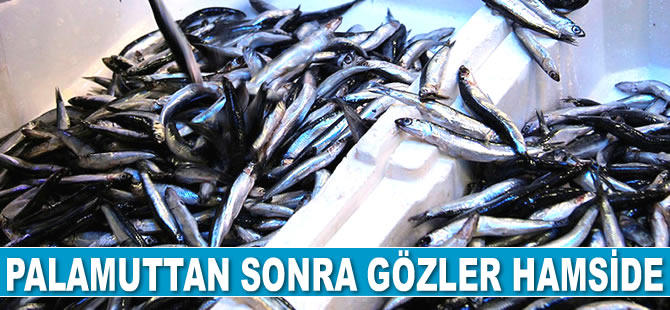 Palamuttan sonra gözler hamside