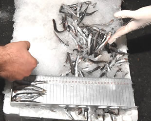 İstanbul’da balıkçılara baskın: 5 ton balığa el konuldu