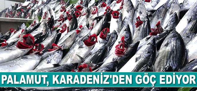 Palamut, Karadeniz'den göç ediyor